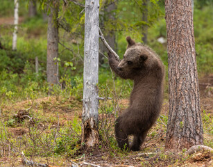 Eurasian brown bear - Ursus arctos arctos