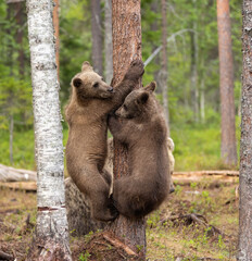 Eurasian brown bear - Ursus arctos arctos