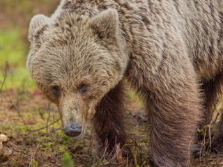 Eurasian brown bear - Ursus arctos arctos
