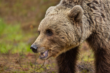 Eurasian brown bear - Ursus arctos arctos