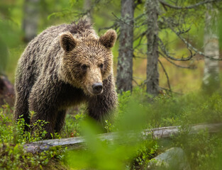 Eurasian brown bear - Ursus arctos arctos
