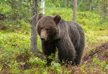 Eurasian brown bear - Ursus arctos arctos