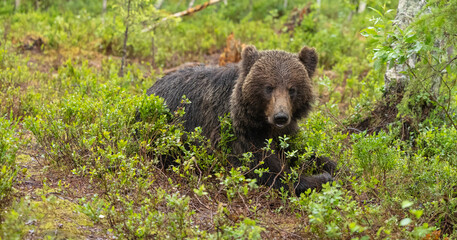 Eurasian brown bear - Ursus arctos arctos