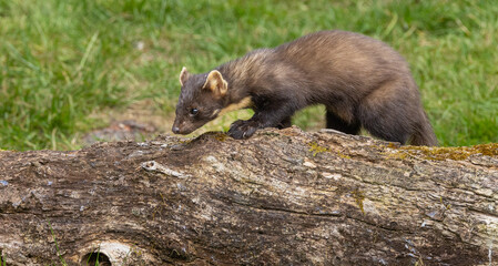 Pine marten - Martes martes