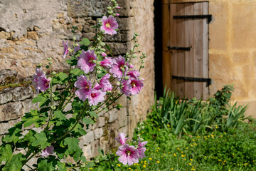 Pink hollyhock in a garden outdoors, alcea rosea, althaea rosea