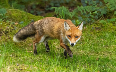 Red fox - Vulpes vulpes