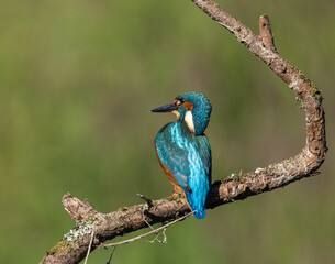 Common kingfisher - Alcedo atthis