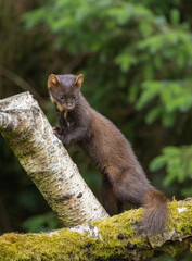 Pine marten - Martes martes