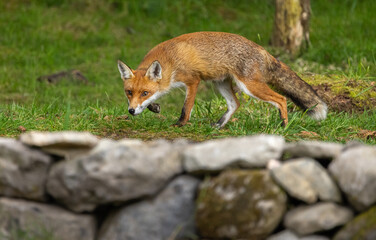 Red fox - Vulpes vulpes