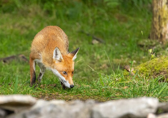 Red fox - Vulpes vulpes