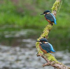Obraz premium Common kingfisher - Alcedo atthis