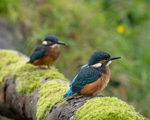 Common kingfisher - Alcedo atthis
