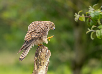 Eurasian kestrel - Falco tinnunculus