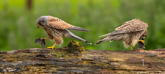Eurasian kestrel - Falco tinnunculus