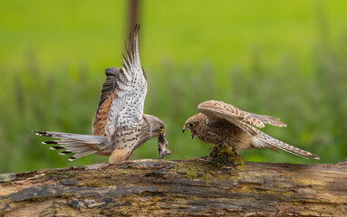 Eurasian kestrel - Falco tinnunculus