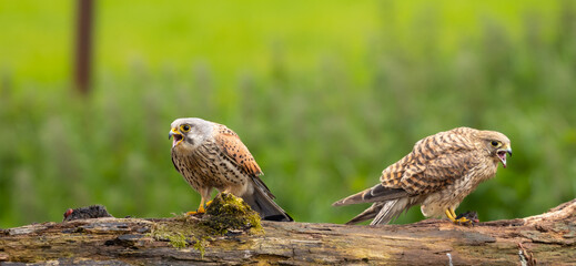 Eurasian kestrel - Falco tinnunculus