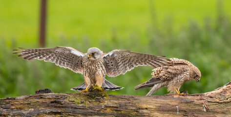 Eurasian kestrel - Falco tinnunculus