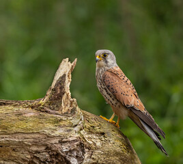 Eurasian kestrel - Falco tinnunculus