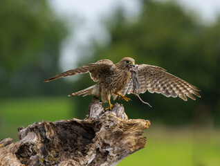 Eurasian kestrel - Falco tinnunculus