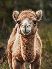 Fototapeta premium Portrait of cute baby camel in its natural habitat