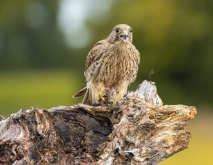 Eurasian kestrel - Falco tinnunculus