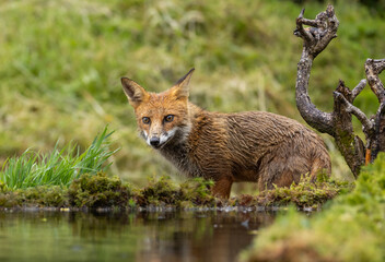 Red fox - vulpes vulpes