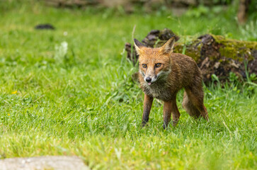 Red fox - vulpes vulpes