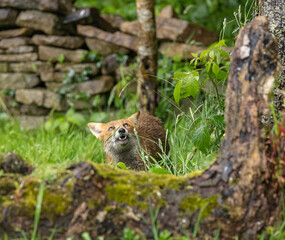 Red fox - vulpes vulpes