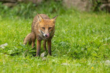 Red fox - vulpes vulpes