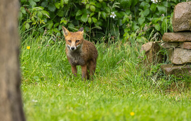 Red fox - vulpes vulpes