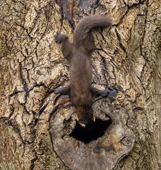 European pine marten - Martes martes