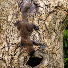 European pine marten - Martes martes