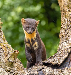 European pine marten - Martes martes