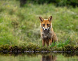 Red fox - vulpes vulpes