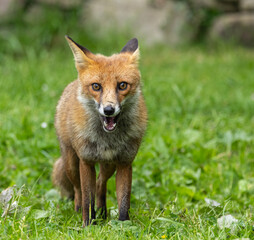 Red fox - vulpes vulpes