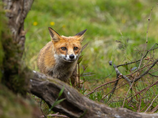 Red fox - vulpes vulpes