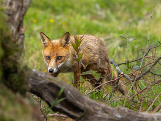 Red fox - vulpes vulpes
