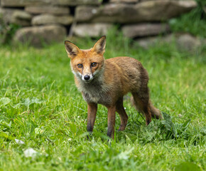 Red fox - vulpes vulpes