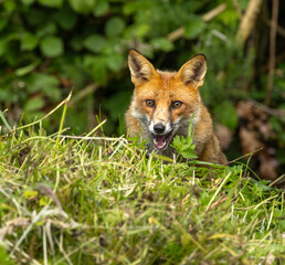 Red fox - vulpes vulpes