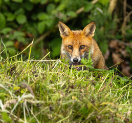 Red fox - vulpes vulpes
