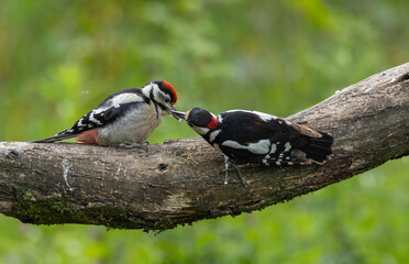 Great spotted woodpecker -Dendrocopos major