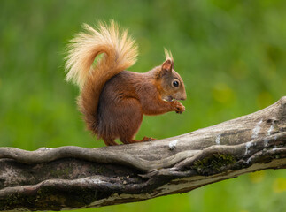 Eurasian red squirrel - Sciurus vulgaris