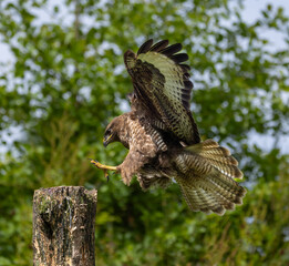 Common buzzard - buteo buteo