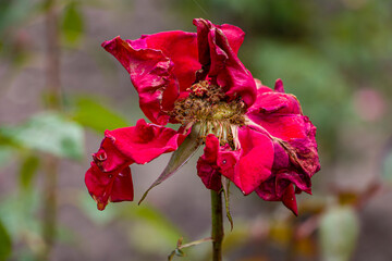 Wilted red roses in a garden. Faded rose flowers.