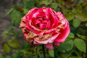 Pink rose flower affected by fungal infection - botrytis cinerea (gray rot). Gray rot on roses...