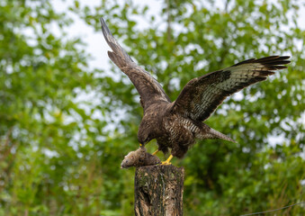 Common buzzard - buteo buteo