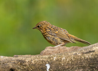 Fototapeta premium European robin - Erithacus rubecula