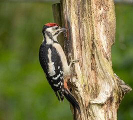 Great spotted woodpecker -Dendrocopos major