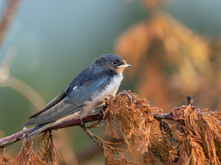 Barn swallow - Hirundo rustica