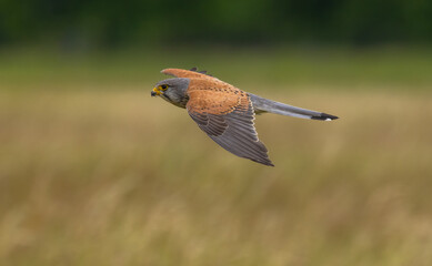 Kestrel male with catch - Falco tinnunculus
